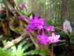 Orchideengarten Teneriffa